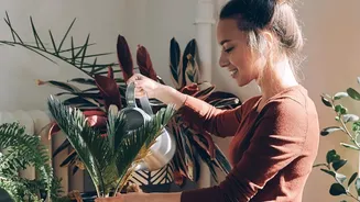 Indoor Plant Care Improves With Better Seasonal Watering Habits