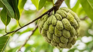 5 amazing health benefits of custard apple