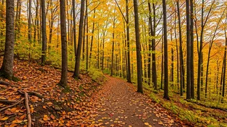 Visit Brown County State Park: A Midwest Gem