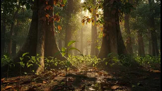 Drought Risk Across Tall And Small Tropical Trees Offers A Practical Route Towards Better Forest-Risk Models