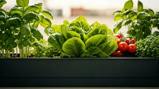 Homegrown Salads Are Trending In Tiny Indian Homes