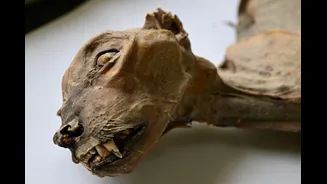 ‘Entirely Without Precedent’: In A First, Mummified Cheetahs Found In Saudi Caves