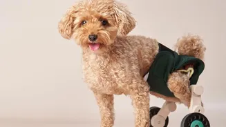 Veterinary Access Can Be Limited by Distance, Timing and Mobility