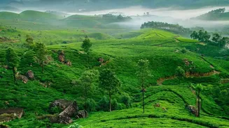 Munnar or Ooty: Which Hill Destination Suits Your November Itinerary Best?