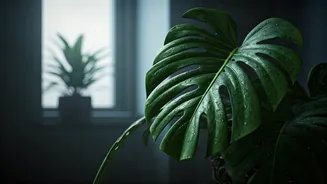 Protect Your Houseplants From Damp Weather Damage