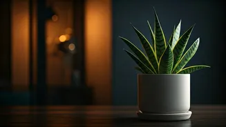 Low-Light Plants Make Home Care Easier
