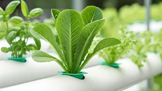 Why hydroponics is a rising trend