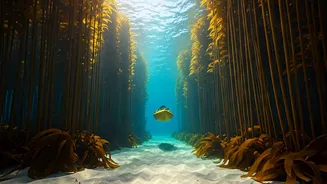 Glide Through Underwater Forests: Your Ultimate African Kelp Kayaking Guide