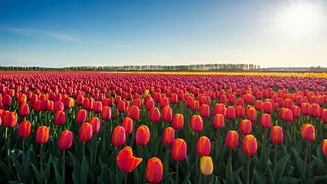 Kashmir's Tulip Garden Blooms: A Symphony of Color Revitalizing Tourism in 2026