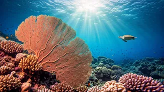 India's Aquatic Wonders: 7 Stunning Scuba Diving Spots Beyond the Usual