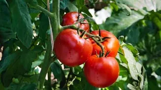 Tomato prices surge across India amid heatwaves and crop damage