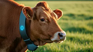 AI Cow Collars Revolutionize Farming: A $2 Billion Valuation Fueled by Innovation