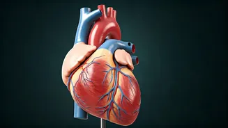 Push-Up Power: Assessing Heart Health with a Simple Test