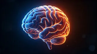 Unlocking the Secrets of the Human Brain: A Journey into Neuroscience