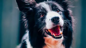 Owners Should Avoid Assuming One Test Explains Every Dog's Ability