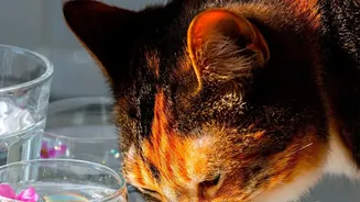 Backup Pet Feeding Routines: Check Late Workdays, Visitors And Household Schedule Changes