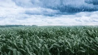 Rabi Crop Planning Faces A New Weather Question As September Rain Stays Uneven