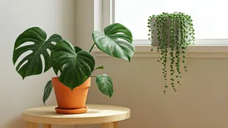 Indoor Plants Make Small Homes Feel Alive