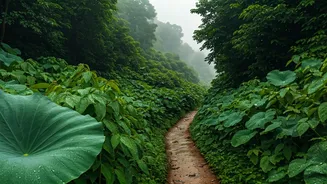 Saputara Monsoon Festival Is Gujarat's Rainy Escape