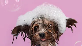 How to Build a Grooming Routine Around Your Pet