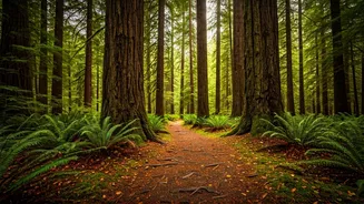 Travellers Want Calm Forests, Not Tourist Chaos
