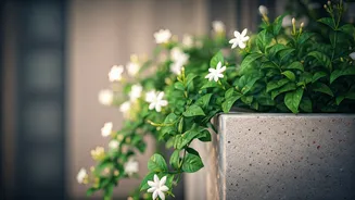 Jasmine Is The Terrace Plant To Grow Now