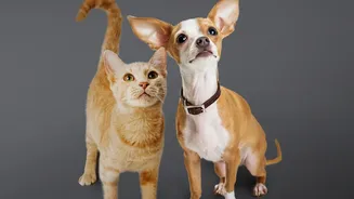 Managing Seasonal Skin Infection Risks In City Dogs After Monsoonal Rain Dampness