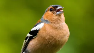 Eight Birdsong Motifs Link Species That Otherwise Sound Very Different