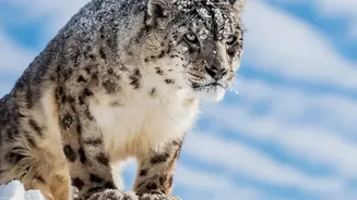 Inside Ladakh's Snow Leopard Safari: The Conservation Goals Behind the New Wildlife Initiative
