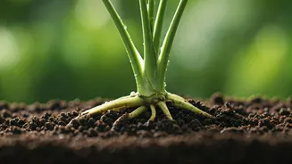 Monsoon Care Starts With Smarter Watering