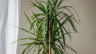 Air Quality Study Finds Houseplants Alone Cannot Solve Indoor Pollution