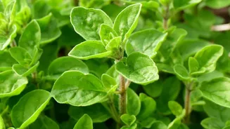 Why Fresh Homegrown Herbs Are Trending Among City Gardeners This August
