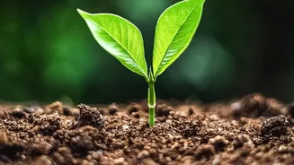 The Role of Unexpected Animals Helping Forests Regenerate in the 186-Species Seed-Dispersal Study