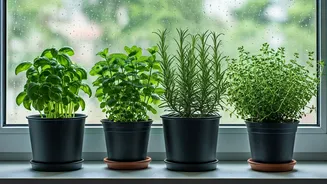 4 Resilient Aromatic Herbs To Grow Indoors This Monsoon