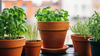 Home Gardening Becomes Youth Lifestyle Trend