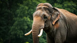 Dubare Tragedy: 5 Essential Rules for Safe Wildlife Encounters