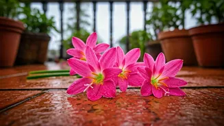 Rain Lilies Are India’s Most Magical Monsoon Balcony Surprise