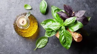 Pair olive oil with basil for next-level dishes!