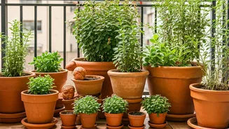 How To Upgrade Your Rented Balcony Using Terracotta Ware