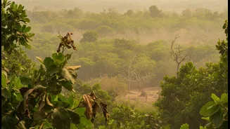 Heat, Biodiversity And Vegetation Change Could Decide Whether India's Future Vegetation Growth Forecasts Succeeds