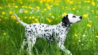 Why Every Pet Owner Should Refresh Their Monsoon Walking Routine