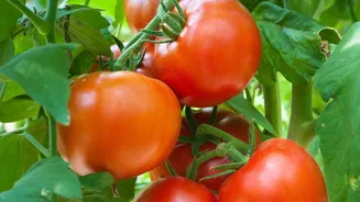 Karnataka's First Shipment Shows Smaller Varieties Can Carry a Bigger Trade Story