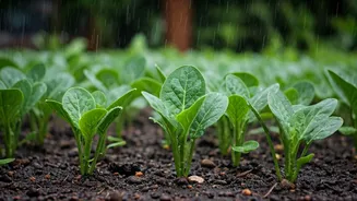 Monsoon Gardening Is The Easiest Green Hobby