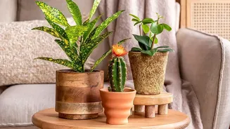 How Handcrafted Terracotta Decor Upgrades Interior Aesthetics For Gen Z Homeowners