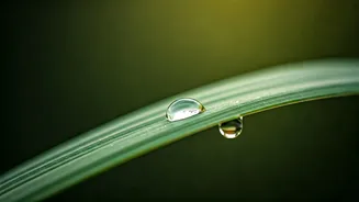 Embrace Your Best: Don Miguel Ruiz's Wisdom on Effortless Living