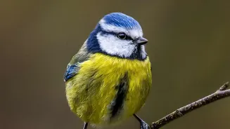 AI Reveals Structure in Birdsong Without Decoding an Avian Language