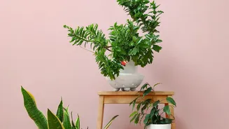 Indoor Plants May Help Your Space, But They Are Not Air Purifiers, Study Suggests