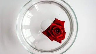 Surprising hair benefits of rose water