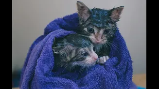 Pode dar banho em gato? Saiba se precisa mesmo (e como fazer!)