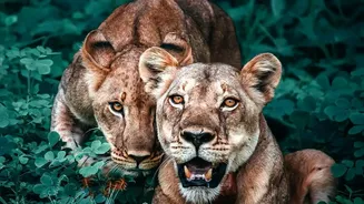 Beyond Gir: Gujarat's Barda Sanctuary Emerges As A Home For 17 Lions